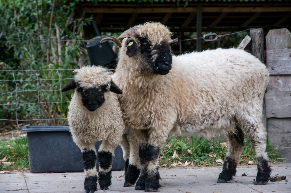 Wafel herten Ruimteschip Schapenrassen - VSS - Vereniging van Speciale Schapenrassen